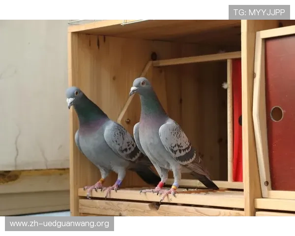 结合最新趋势，揭秘AG真人龙虎多种玩法特点助你不断突破提升胜率